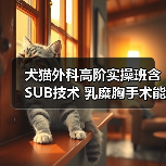 犬猫外科高阶实操班含SUB技术 乳糜胸手术能掌握吗?(图3) 犬猫外科高阶实操班含SUB技术 乳糜胸手术能掌握吗?(图3)