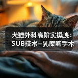 犬猫外科高阶实操班:SUB技术+乳糜胸手术现场实操不容错过!(图2) 犬猫外科高阶实操班:SUB技术+乳糜胸手术现场实操不容错过!(图2)