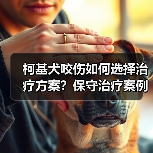 柯基犬咬伤如何选择治疗方案？保守治疗案例解析