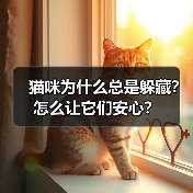 猫咪为什么总是躲藏？怎么让它们安心？（图2）