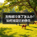 狗狗被冷落了怎么办？如何找回它的快乐