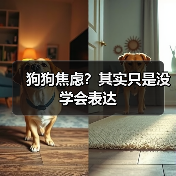 狗狗焦虑？其实只是没学会表达（图3）