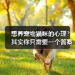 想养宠物猫咪的心理？其实你只需要一个答案