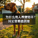 为什么有人养宠物羊?其实答案很简单(图3) 为什么有人养宠物羊?其实答案很简单(图3)