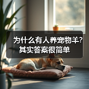 为什么有人养宠物羊?其实答案很简单(图4) 为什么有人养宠物羊?其实答案很简单(图4)