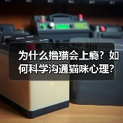 为什么撸猫会上瘾？如何科学沟通猫咪心理？