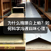 为什么撸猫会上瘾？如何科学沟通猫咪心理？（图3）