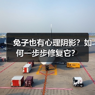 兔子也有心理阴影?如何一步步修复它?(图2) 兔子也有心理阴影?如何一步步修复它?(图2)