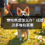 宠物焦虑怎么办？成都派多格有答案