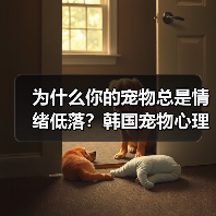 为什么你的宠物总是情绪低落？韩国宠物心理治疗师教你如何改善