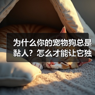为什么你的宠物狗总是黏人?怎么才能让它独立?(图3) 为什么你的宠物狗总是黏人?怎么才能让它独立?(图3)