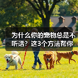 为什么你的宠物总是不听话?这3个方法帮你解决(图1) 为什么你的宠物总是不听话?这3个方法帮你解决(图1)