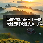 克维舒抗菌病例 | 一例犬跳蚤叮咬性皮炎（FAD）的病例分析