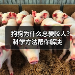 狗狗为什么总爱咬人?科学方法帮你解决(图3) 狗狗为什么总爱咬人?科学方法帮你解决(图3)