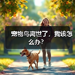 宠物鸟离世了，我该怎么办？