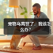 宠物鸟离世了,我该怎么办?(图2) 宠物鸟离世了,我该怎么办?(图2)