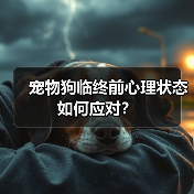 宠物狗临终前心理状态如何应对?(图2) 宠物狗临终前心理状态如何应对?(图2)