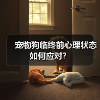 宠物狗临终前心理状态如何应对?(图3) 宠物狗临终前心理状态如何应对?(图3)