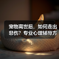 宠物离世后,如何走出悲伤?专业心理辅导方案帮你走出阴霾(图4) 宠物离世后,如何走出悲伤?专业心理辅导方案帮你走出阴霾(图4)