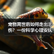 宠物离世后如何走出悲伤?一份科学心理安抚指南(图1) 宠物离世后如何走出悲伤?一份科学心理安抚指南(图1)
