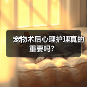 宠物术后心理护理真的重要吗？
