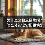 为什么宠物总是焦虑？怎么才能让它们更快乐？