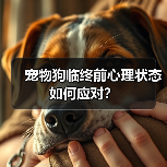 宠物狗临终前心理状态如何应对?(图1) 宠物狗临终前心理状态如何应对?(图1)