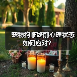 宠物狗临终前心理状态如何应对?(图3) 宠物狗临终前心理状态如何应对?(图3)