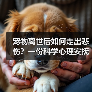 宠物离世后如何走出悲伤？一份科学心理安抚指南