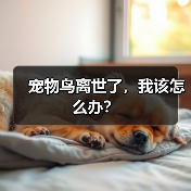 宠物鸟离世了，我该怎么办？