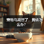 宠物鸟离世了,我该怎么办?(图2) 宠物鸟离世了,我该怎么办?(图2)