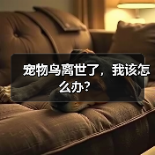 宠物鸟离世了,我该怎么办?(图4) 宠物鸟离世了,我该怎么办?(图4)