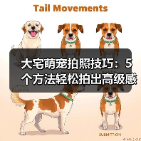 大宅萌宠拍照技巧：5个方法轻松拍出高级感宠物照片（图2）