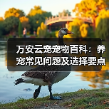 万安云宠宠物百科：养宠常见问题及选择要点，新手必看（图3）
