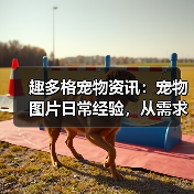 趣多格宠物资讯：宠物图片日常经验，从需求判断到使用维护指南