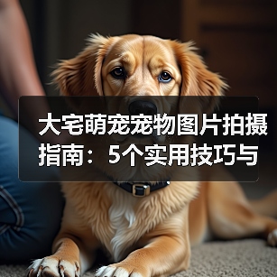 大宅萌宠宠物图片拍摄指南：5个实用技巧与场景选择（图1）
